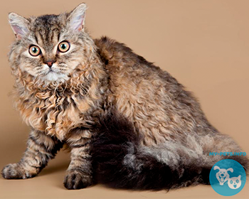 Селкирк-рекс Selkirk Rex, Shepherd Cat