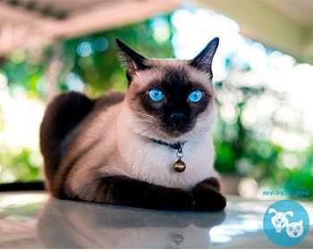 Сиамская кошка Siamese, Siam, Thai Cat