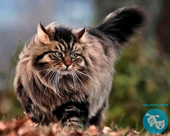 Сибирская кошка Siberian, Moscow Semi-longhair, HairSiberian Forest Cat