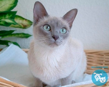 Тонкинская Tonkinese, Tonk