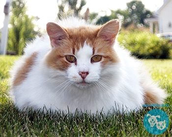 Турецкий ван Turkish Van, Turkish Cat, Swimming cat