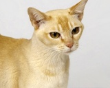 Цейлонская кошка