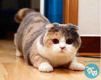 Шотландская вислоухая кошка (Скоттиш фолд) Scottish Fold, Scot Fold