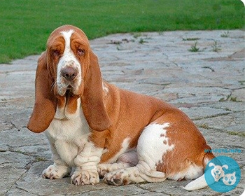 Бассет хаунд (бассет) Basset Hound, Basset, Hush Puppy