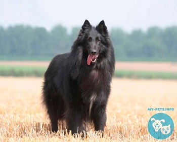 Бельгийская овчарка грюнендаль Belgian Shepherd Dog, Groenendael