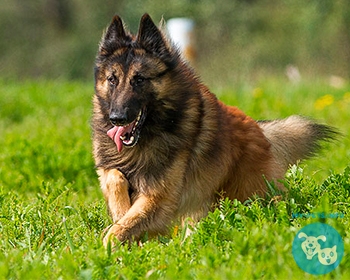 Бельгийская овчарка тервюрен Belgian Tervuren, Chien de Berger Belge