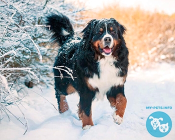 Бернский зенненхунд Bernese Mountain Dog, Berner Sennenhund, Bernese Cattle Dog, "Berner"