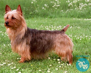 Австралийский терьер Australian Terrier, Aussie