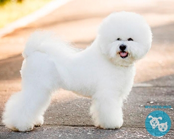 Бишон фризе (французская болонка) Bichon Frise, Bichon à poil frisé, Bichon Tenerife, Purebred Bichon