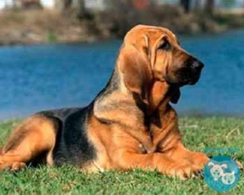 Бладхаунд Bloodhound, Chien de Saint-Hubert, St. Hubert Hound, Sleuth hound