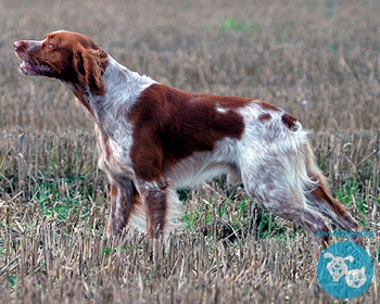 Бретонский эпаньоль (Британи) Brittany, American Brittany, Brittany Spaniel