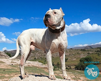 Булли Кутта (Пакистанский мастиф) Pakistani Mastiff, Bully Kutta, Sindhi Mastiff, Bully