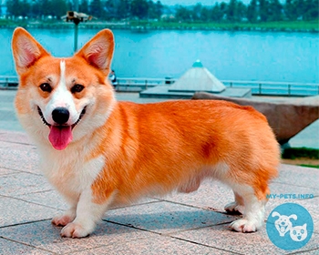 Вельш корги пемброк (корги пемброк) Pembroke Welsh Corgi, Pembroke, PWC, Pem, corgi