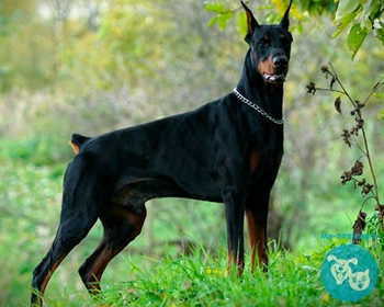 Доберман Doberman Pinscher, Doberman, Dobie