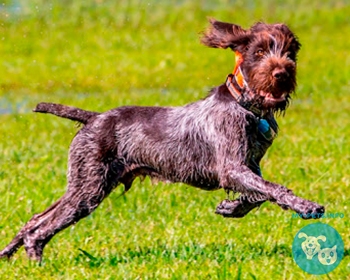 Дратхаар (немецкий жесткошерстный пойнтер) German Wirehaired Pointer, Deutscher Drahthaar, Drahthaar