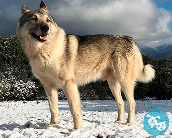 Западносибирская лайка West Siberian Laika