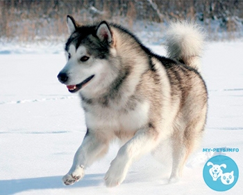 Аляскинский маламут Alaskan Malamute