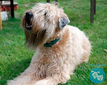 Ирландский мягкошерстный пшеничный терьер Soft-coated Wheaten Terrier, Irish Soft-Coated Wheaten Terrier, Wheaten, Wheatie