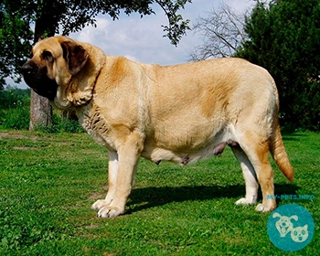 Испанский мастиф Spanish Mastiff