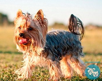 Йоркширский терьер Yorkshire Terrier, Yorkie